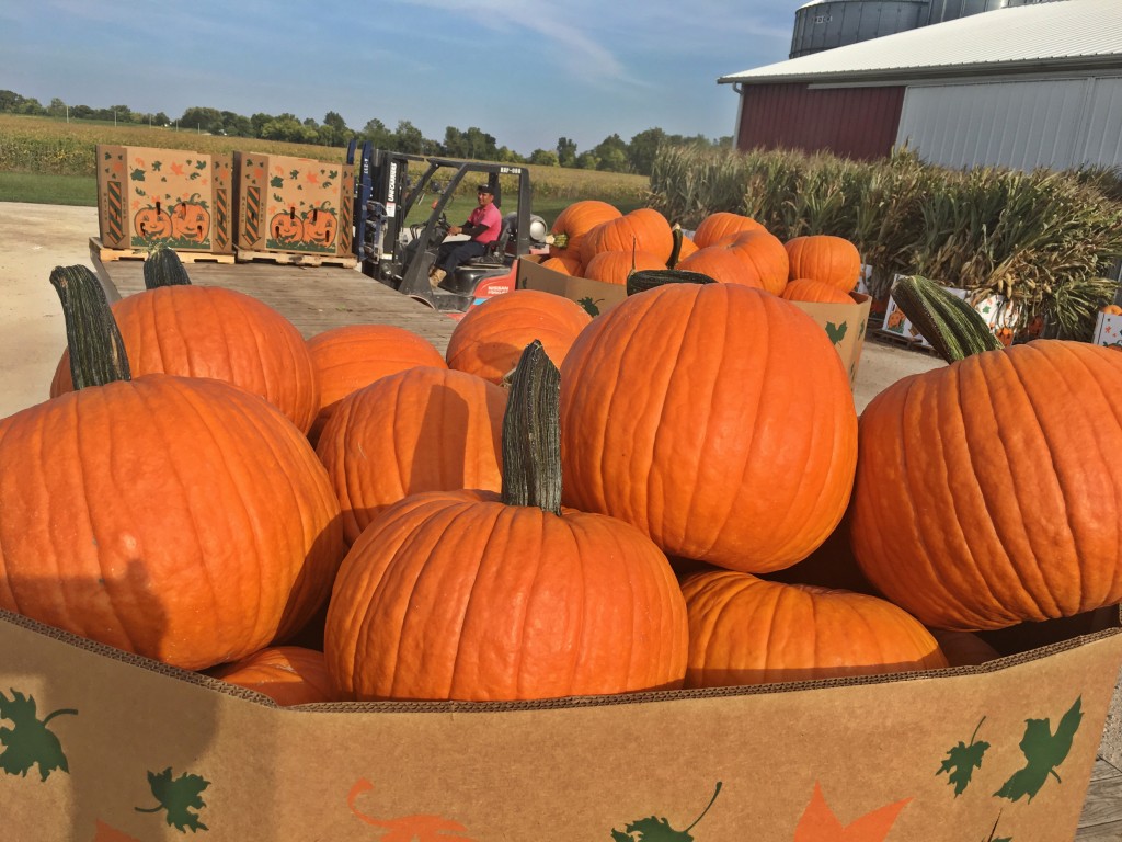 Wholesale Pumpkins Polter's Berry Farm